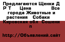 Предлагаются Щенки Д.Р.Т.  › Цена ­ 15 000 - Все города Животные и растения » Собаки   . Кировская обл.,Сошени п.